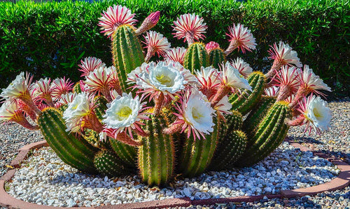 Dudu Colourful Cactus Echinopsis Subdenudata Variegate Natural Live  Succulents Plant - China Indoor Succulent, Outdoor Succulent