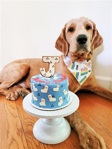how old is a dog on its first birthday