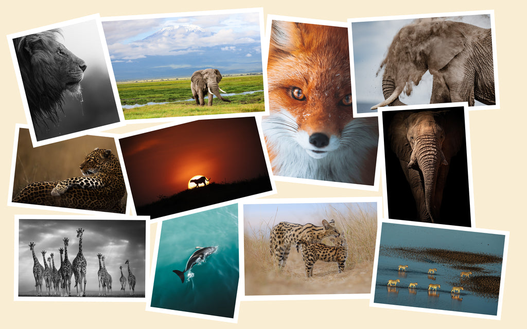 Prints for Wildlife 2022