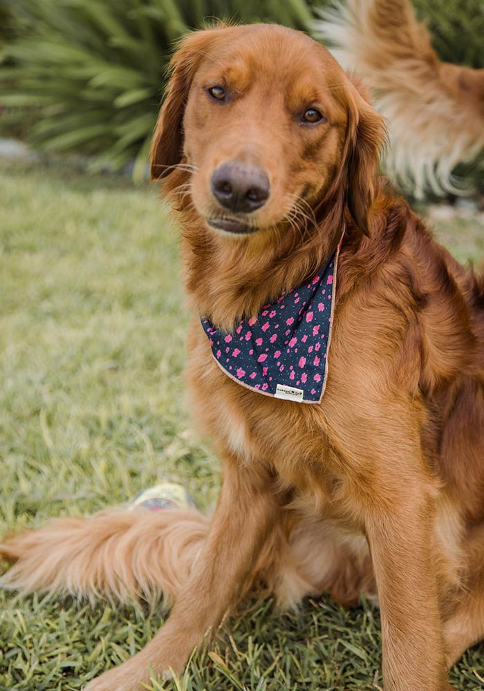 dog wearing bandana