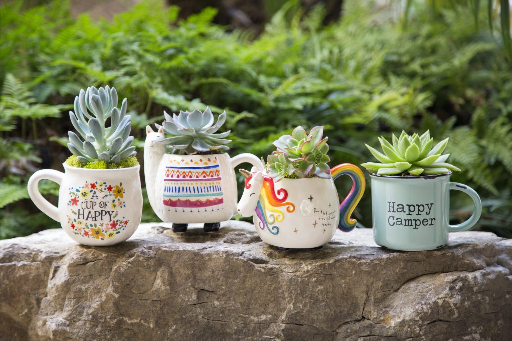 Cute mugs with succulents planted inside of them