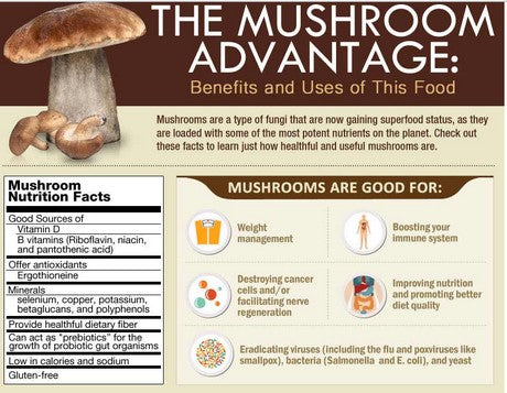 Benefits and uses of mushrooms