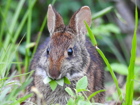 rabbit eating