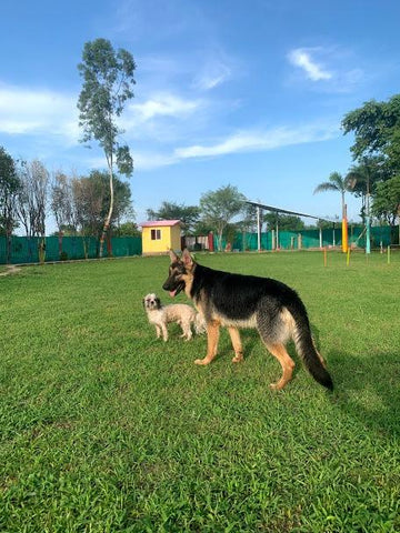 pet boarding