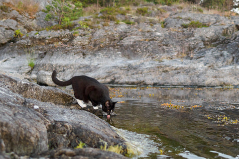 cat drinking water