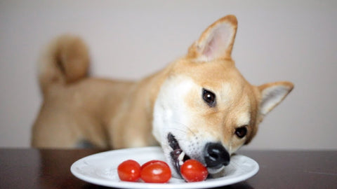 dog eating tomato