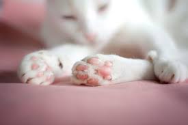 cat paws