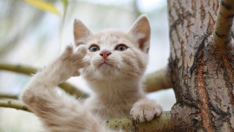 cat salute