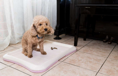 potty training pads