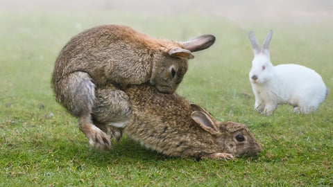 rabbits breeding