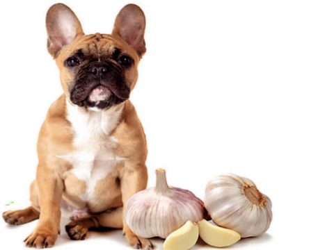 garlic for dogs