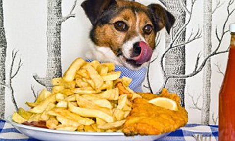 dog eating junk food