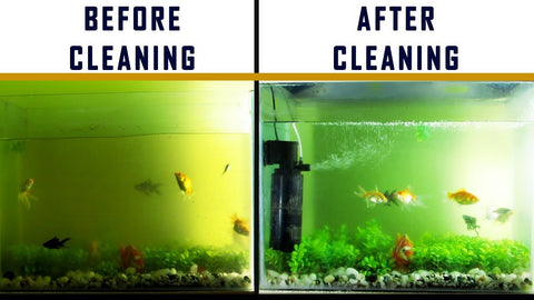 fish aquarium before and after