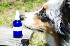 dog spray