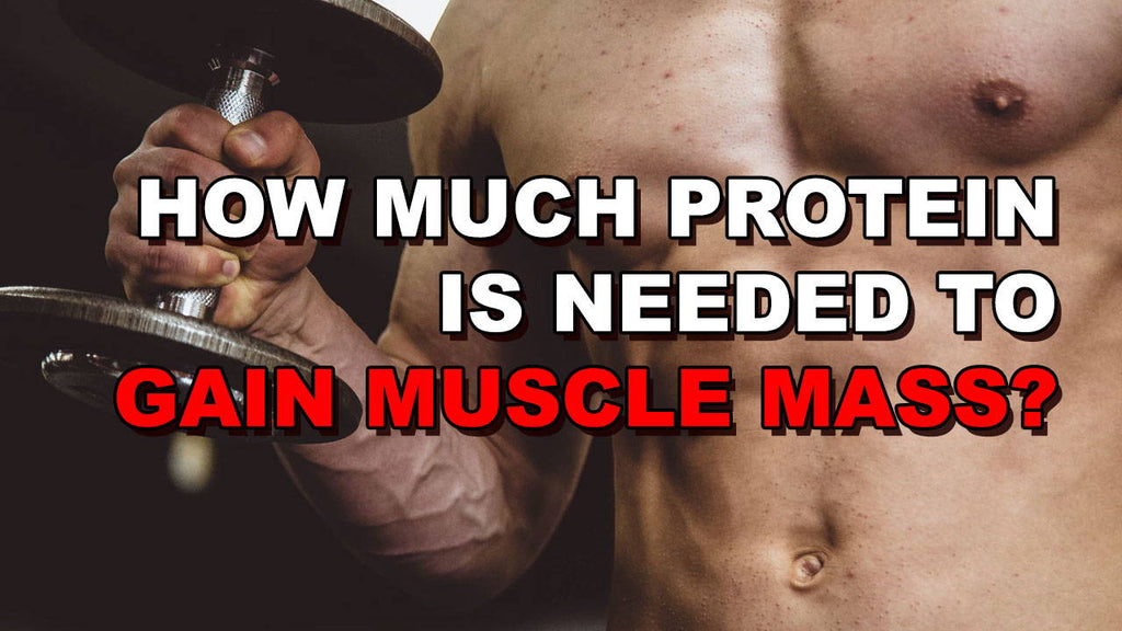 How Much Protein Is Needed To Gain Muscle 