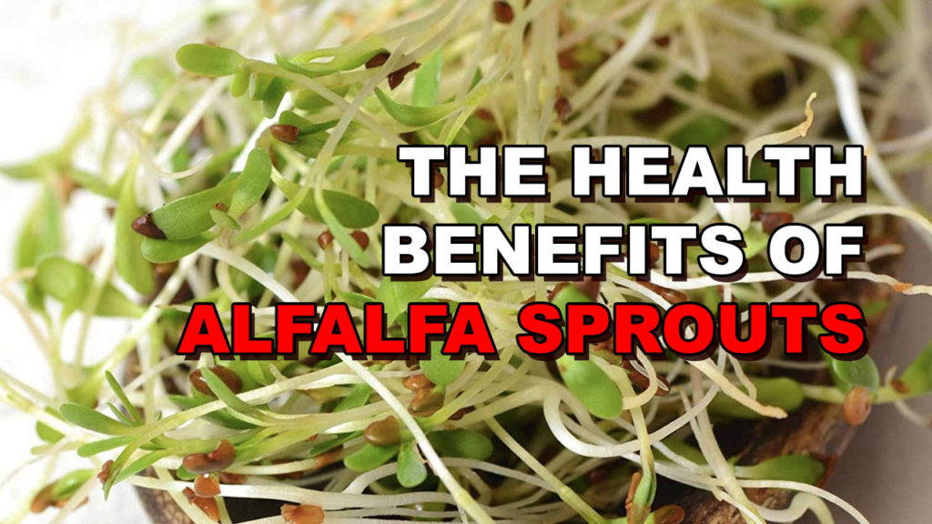 The 4 Main Health Benefits Of Alfalfa Sprouts 