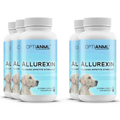 natural supplement to increase dog's appetite