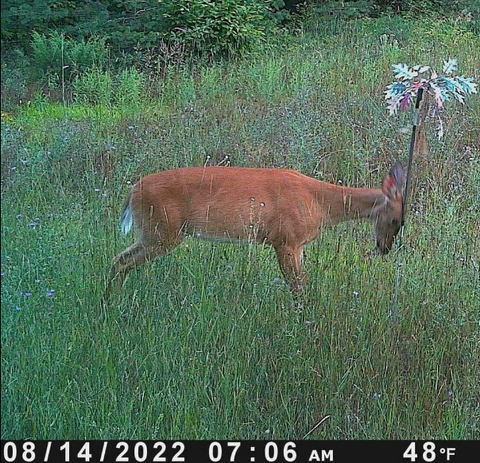 rubbingpost 949caff0 2d46 4552 974f The 8 Glands of a Whitetail
