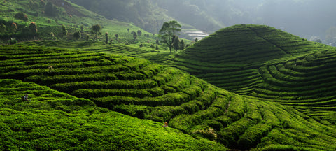 Tea Plantation China