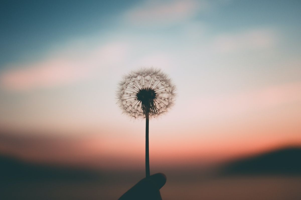 dandelion seeds against a sunset