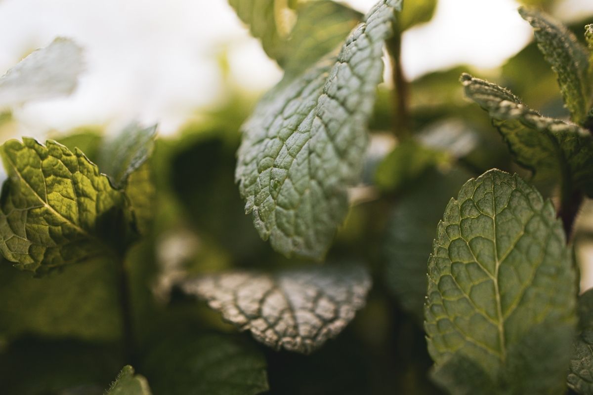 Mint Tea Benefits: 10 Reasons to Drink It