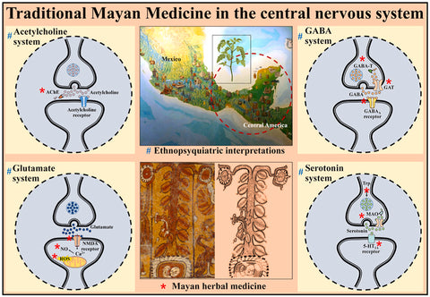 Traditional Mayan Medicine in the Central Nervous System