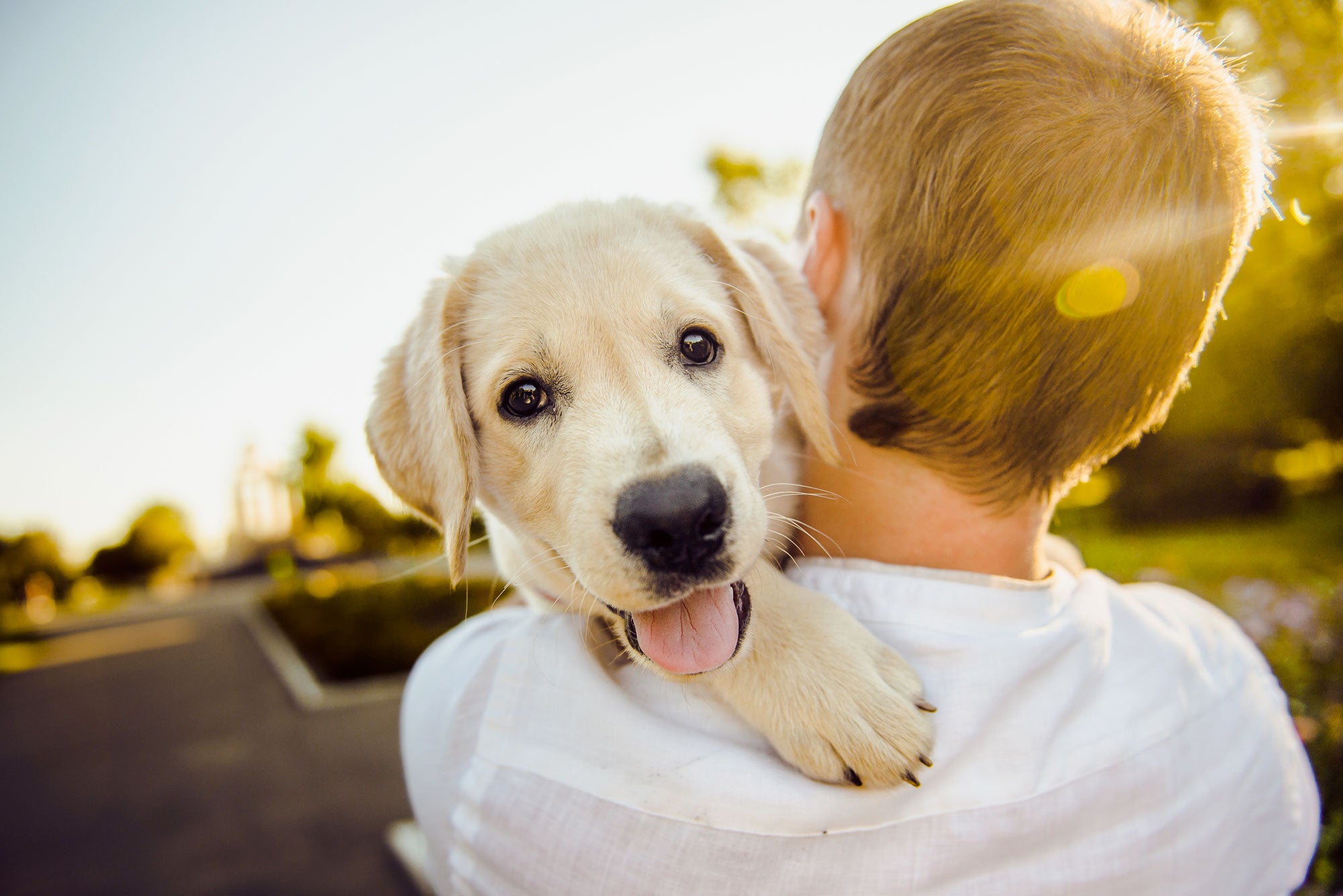 Un CBD 100% adapté à votre animal chien ou chat