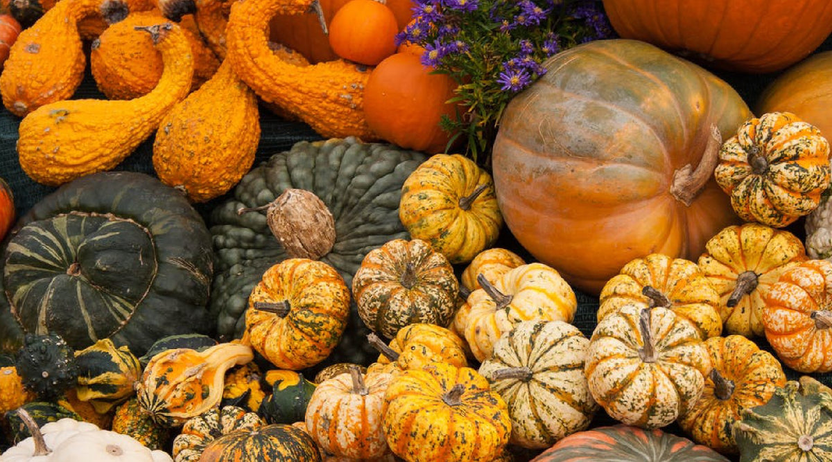 Crafting With Gourds (4 Easy Ways To Use Homegrown Gourds) — Seeds 'n Such