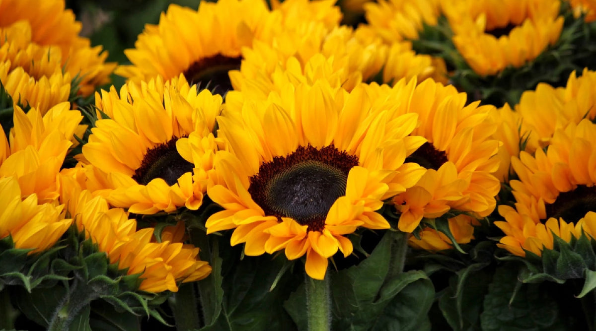 Sunflower Crafts (3 Easy, Artistic Ways To Use Everyone’s Favorite Flo