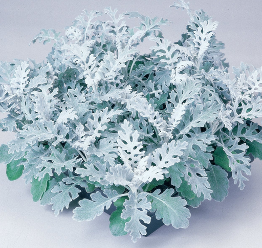 Silver Mist Helichrysum Seeds — Seeds 'n Such