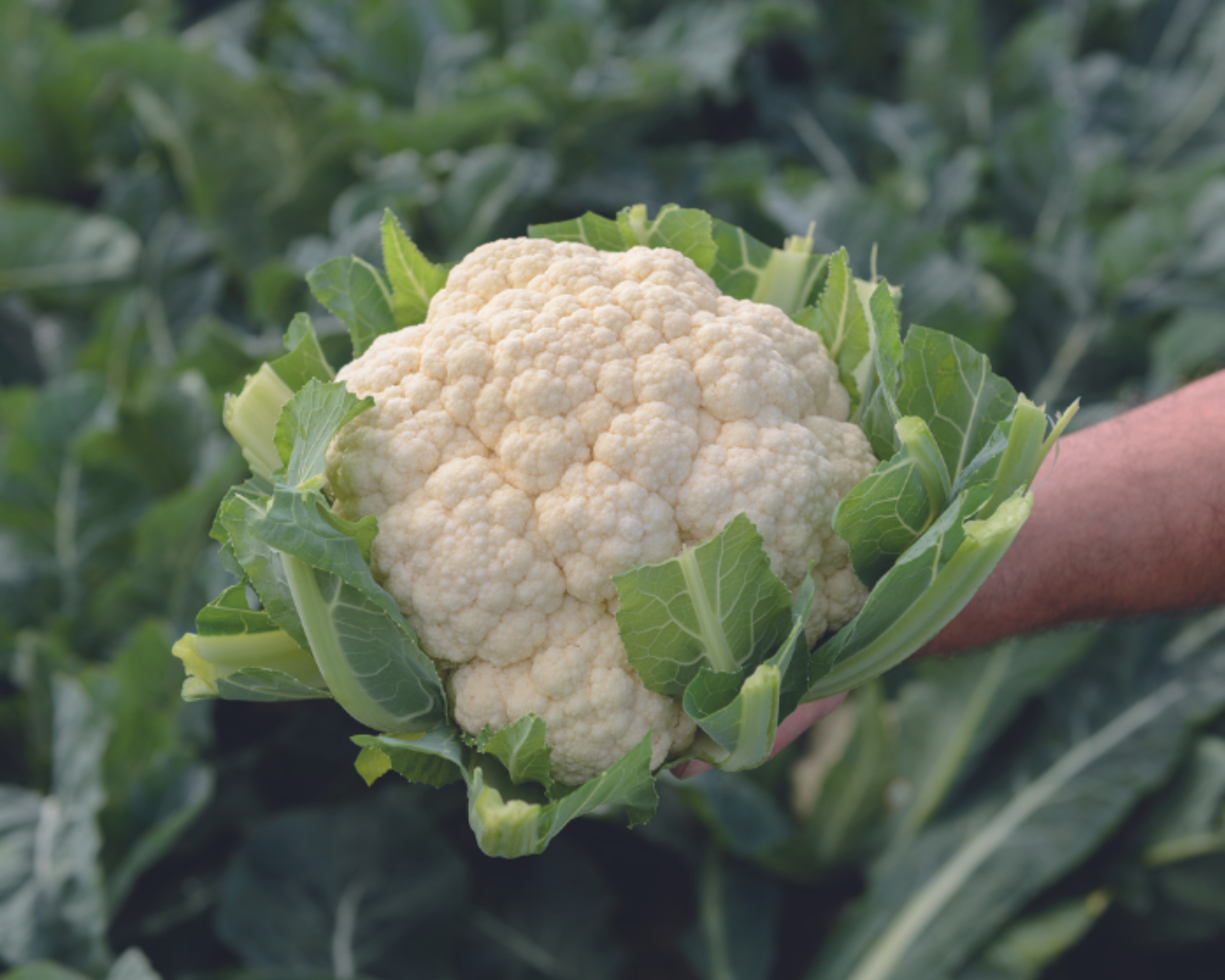 Amazing Cauliflower Seeds
