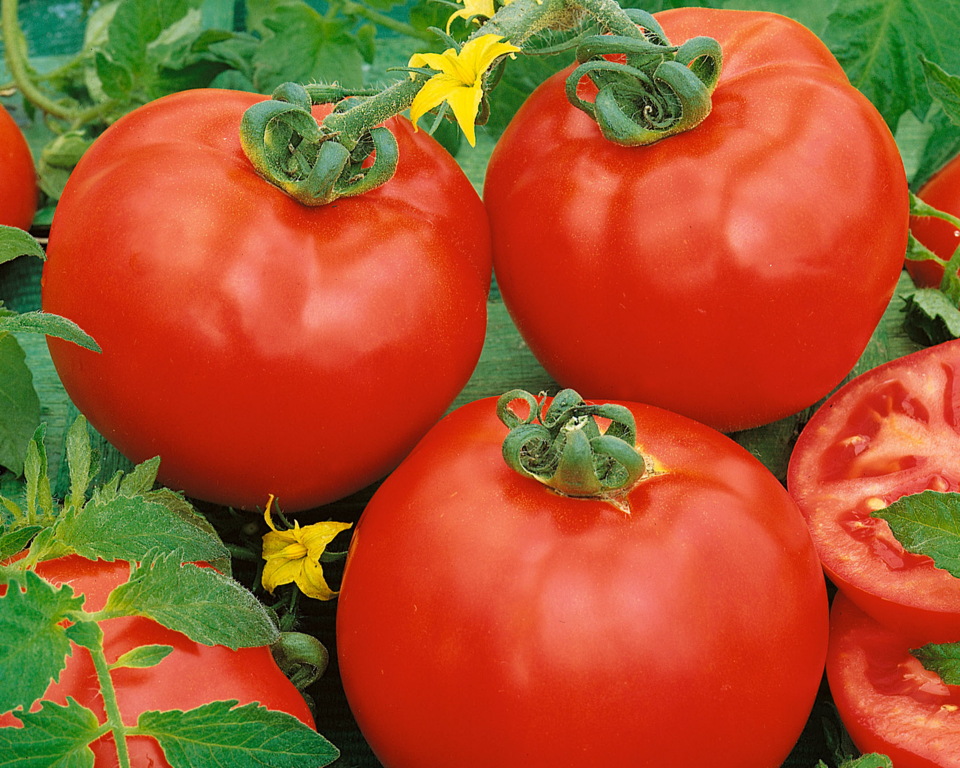 Bulk: Container's™ Choice Red Hybrid Tomato Seeds