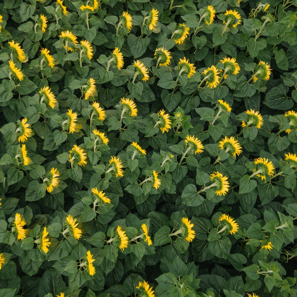 field of sunflowers