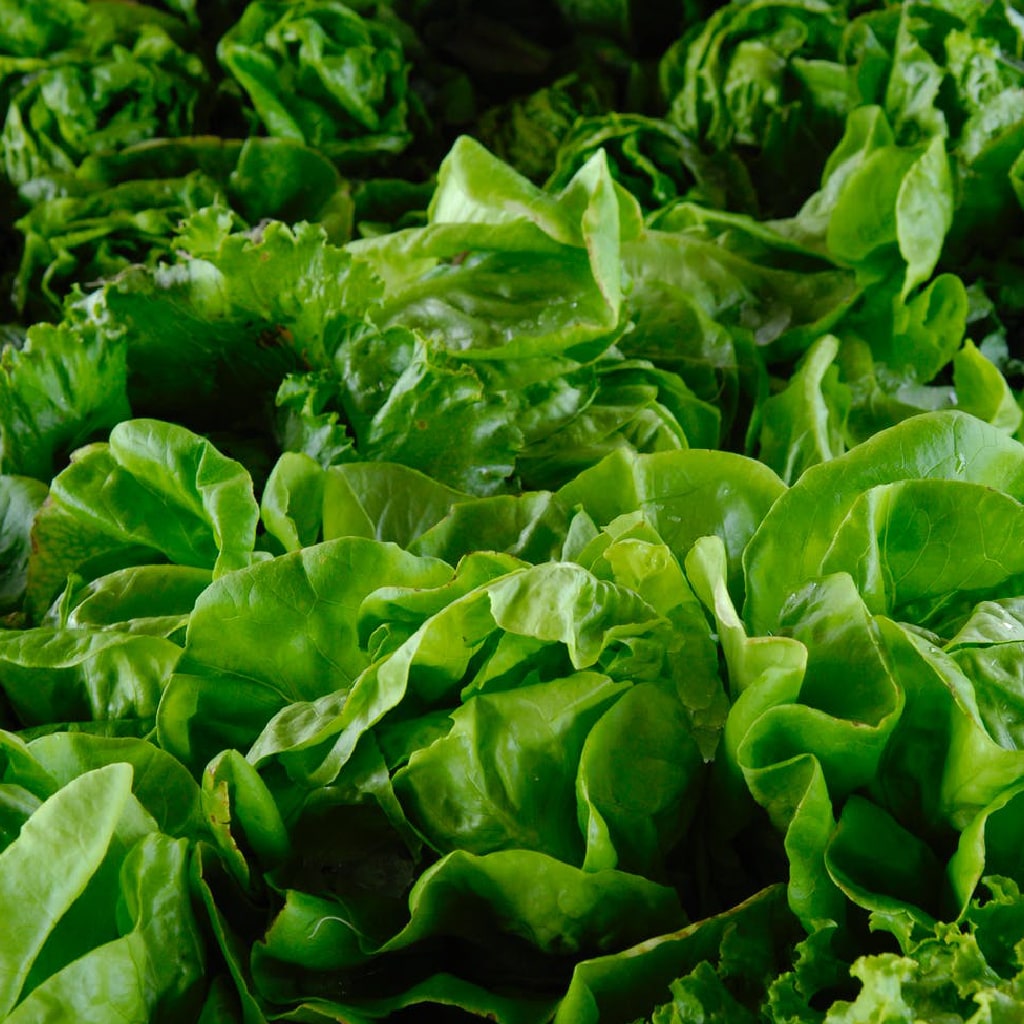 Fresh leafy spring greens