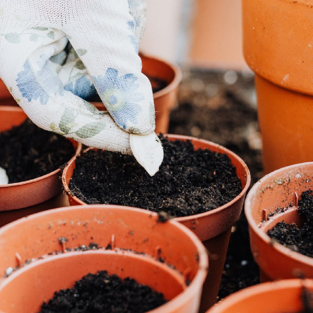 gardener planting pumpkin seeds