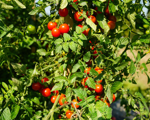 Chef's Choice Bicolor Hybrid Tomato Seeds — Seeds 'n Such