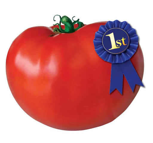 Bulk: Original Blue Ribbon Hybrid Tomato Seeds — Seeds 'n Such