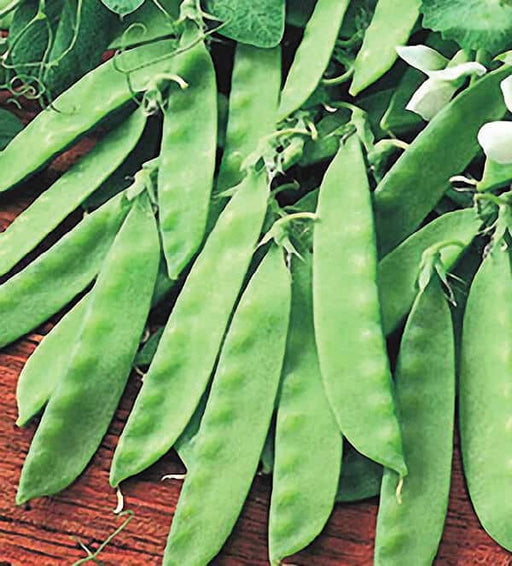 Sugar Lace II Snap Pea Seeds (Aimers International) 2890