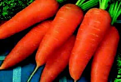 Red-Cored Chantenay Carrot Seeds