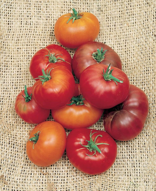 Brandywine Black Tomato