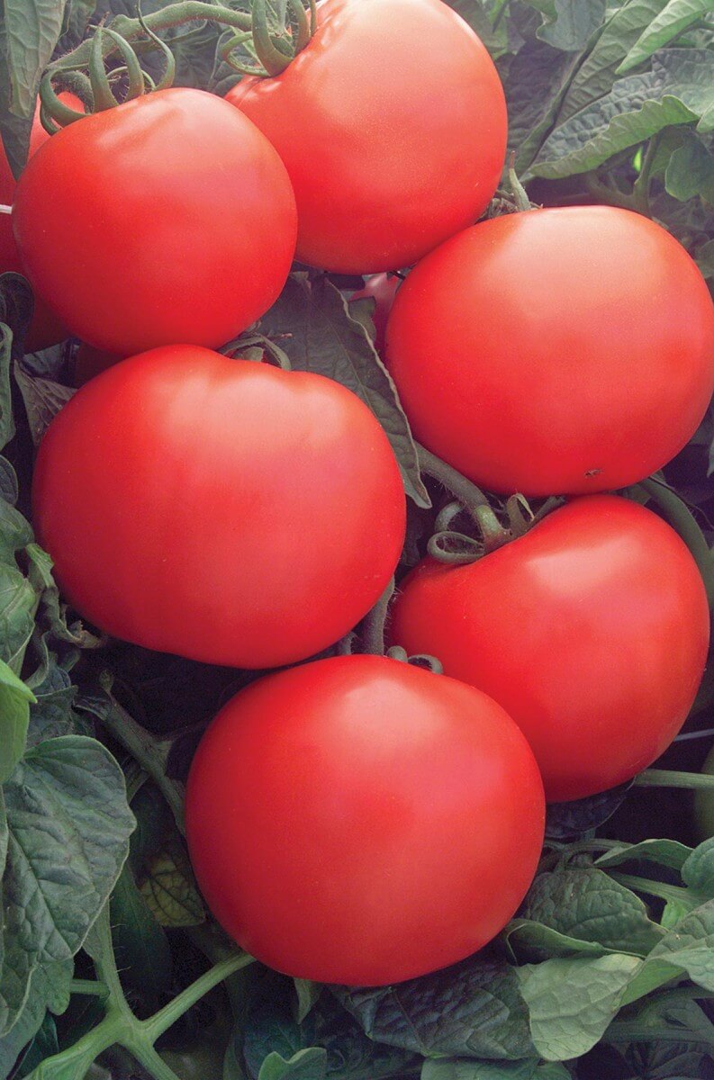 Erhvervelse brysomme Skole lærer Bulk: Bush Champion II Hybrid VFFASt Tomato Seeds — Seeds 'n Such
