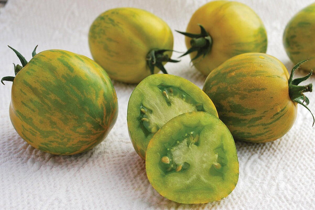 tom breeder of green zebra tomato