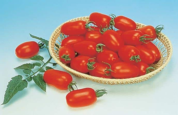 SHE Tokyo juliet tomato 36-