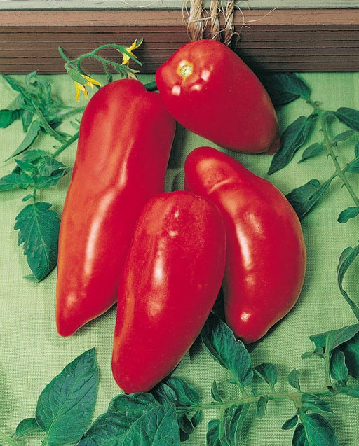 Heinz 2274 Tomato VFA Seeds — Seeds 'n Such