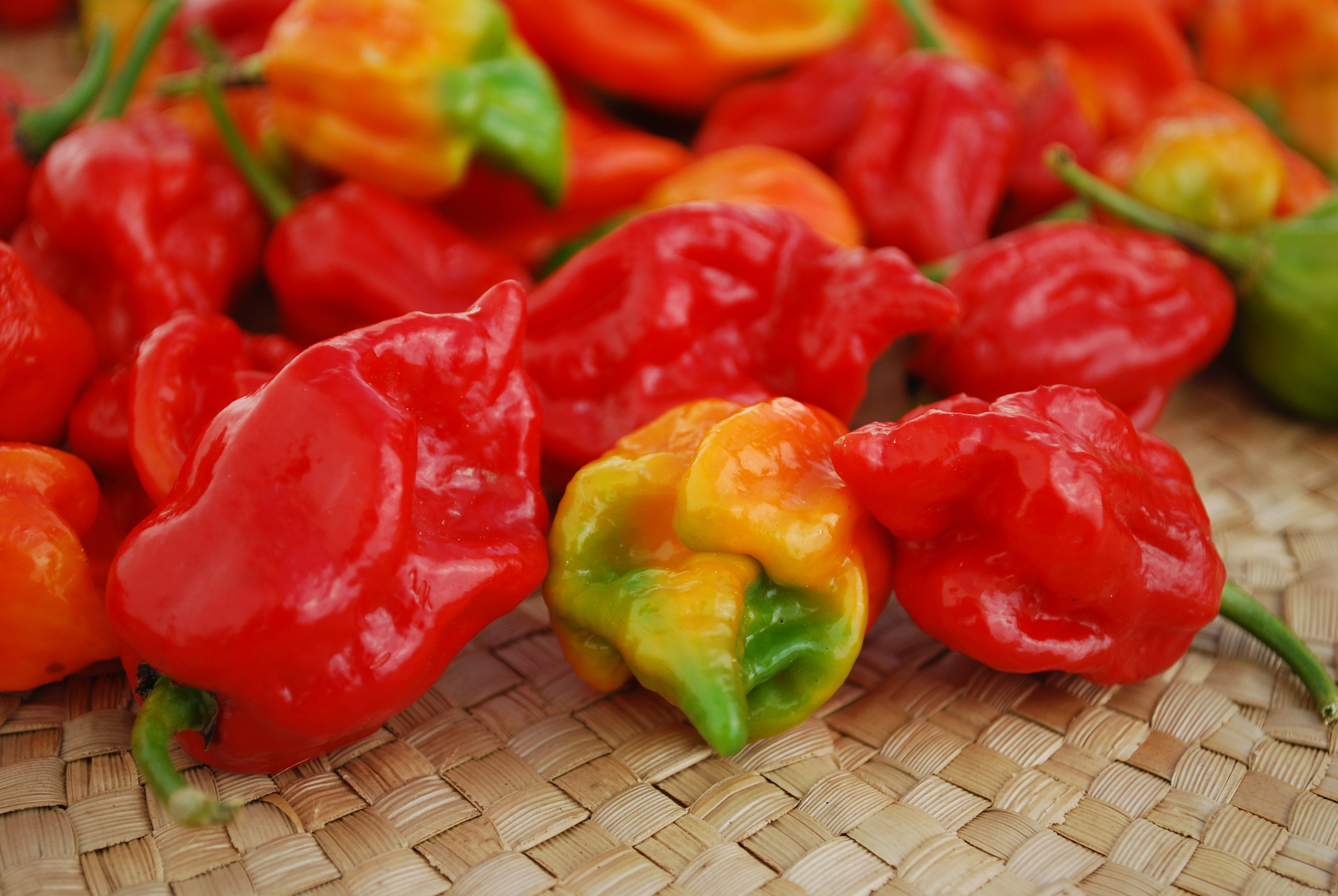 Bulk Trinidad Moruga Scorpion Hot Pepper Seeds — Seeds N Such 