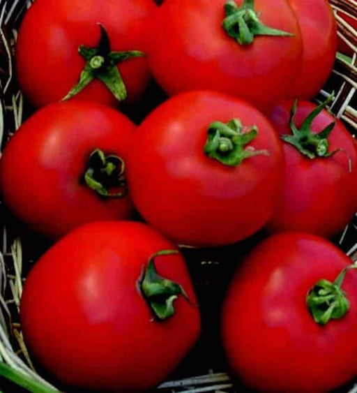 Burpee's Supersteak Hybrid Tomato Seeds — Seeds 'n Such