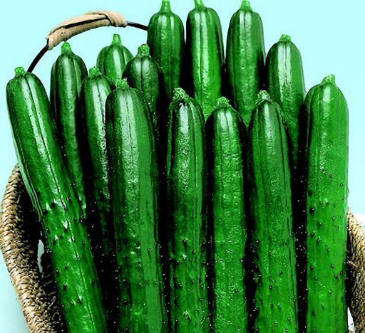 English Cucumbers - SunFed®