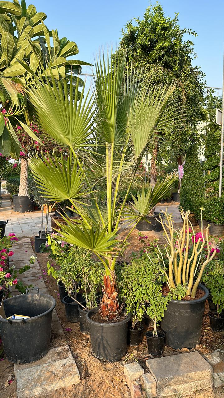 washingtonia plant