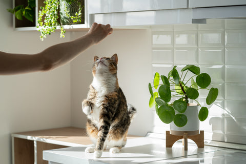 cat and plants