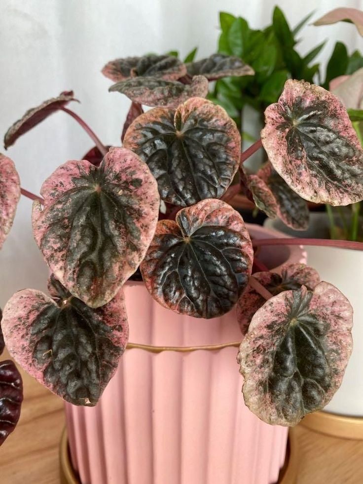 Peperomia Abricos – Plant Studio LLC